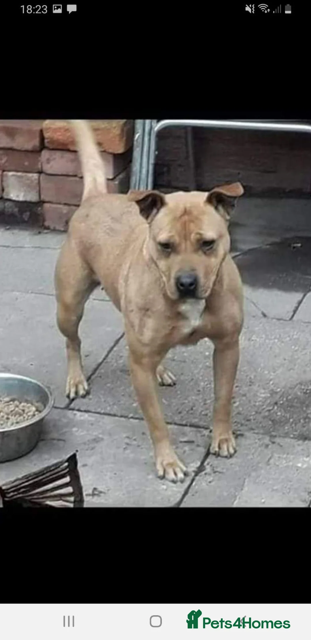 Staffordshire Bull Terrier dogs for sale: Staffordshire bull terrier puppies  - Advert 2