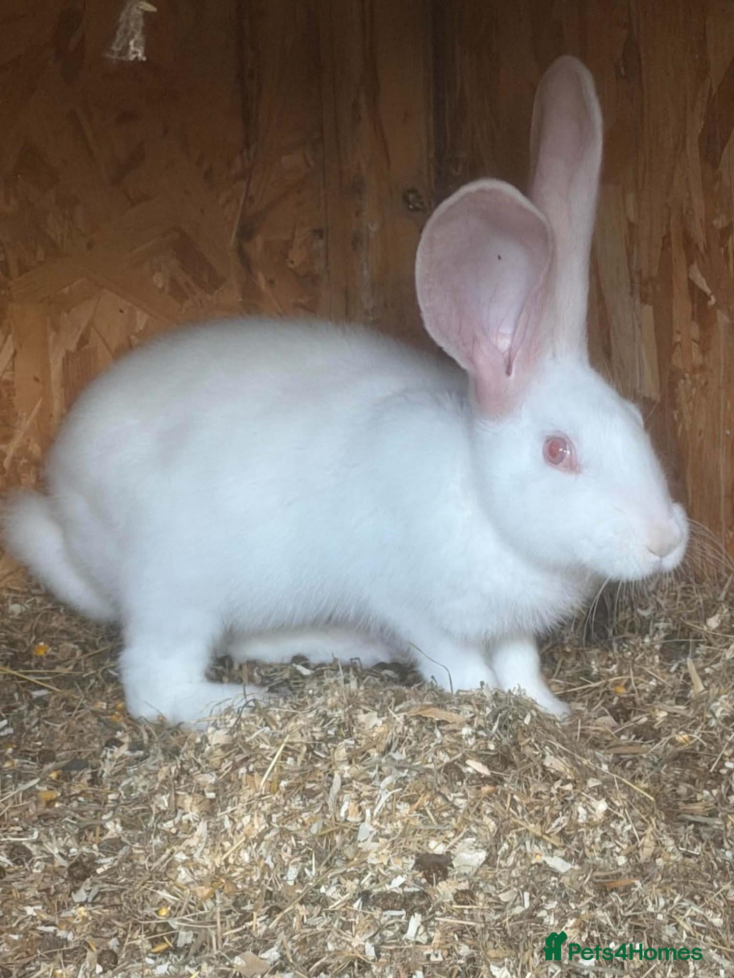 Continental Giant rabbits Continental  - Advert 14
