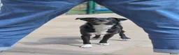 Mixed Breed dogs for adoption: Very friendly Remy - Advert 8