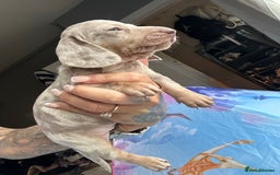 Dachshund dogs for sale: Miniature dachshund  - Advert 18