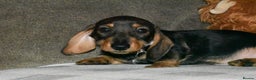 Dachshund dogs for sale: Ready now Wire haired standard x miniture puppy’s  - Advert 25