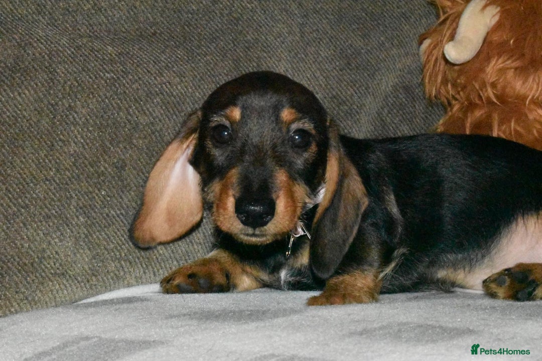 Dachshund dogs for sale: Ready now Wire haired standard x miniture puppy’s  - Advert 25