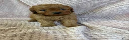 Cavapoo dogs for sale: F1 Cavapoo babies  - Advert 15