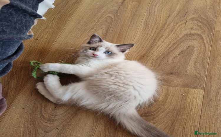 Ragdoll cats - Advert 13