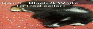 Border Collie 2 - Boy 1 Red collar