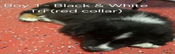 Border Collie dogs for sale: Purebred Border Collie Pups to go to forever home! - Advert 3