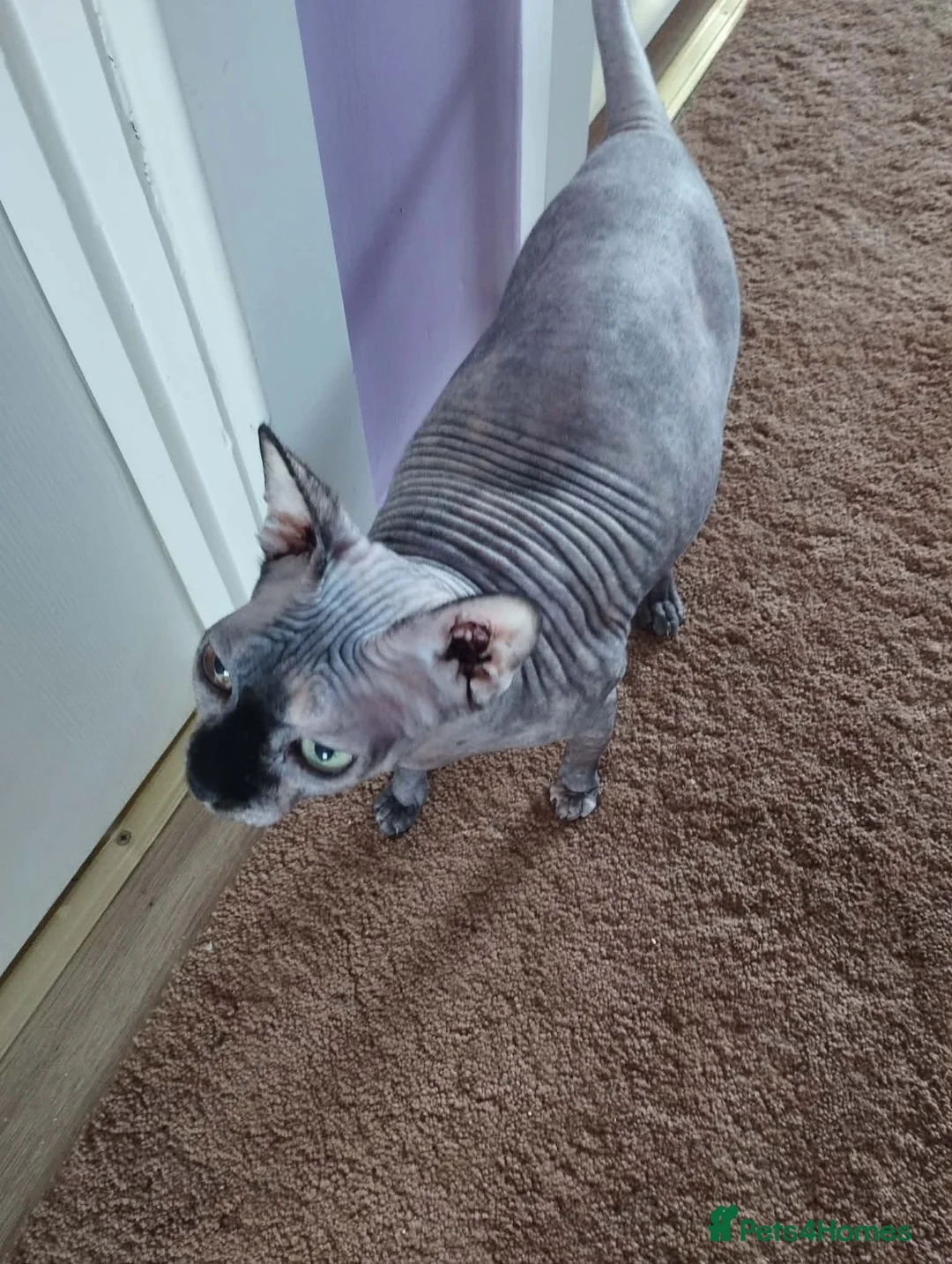 Sphynx cats for sale: Beautiful kittens - Advert 2
