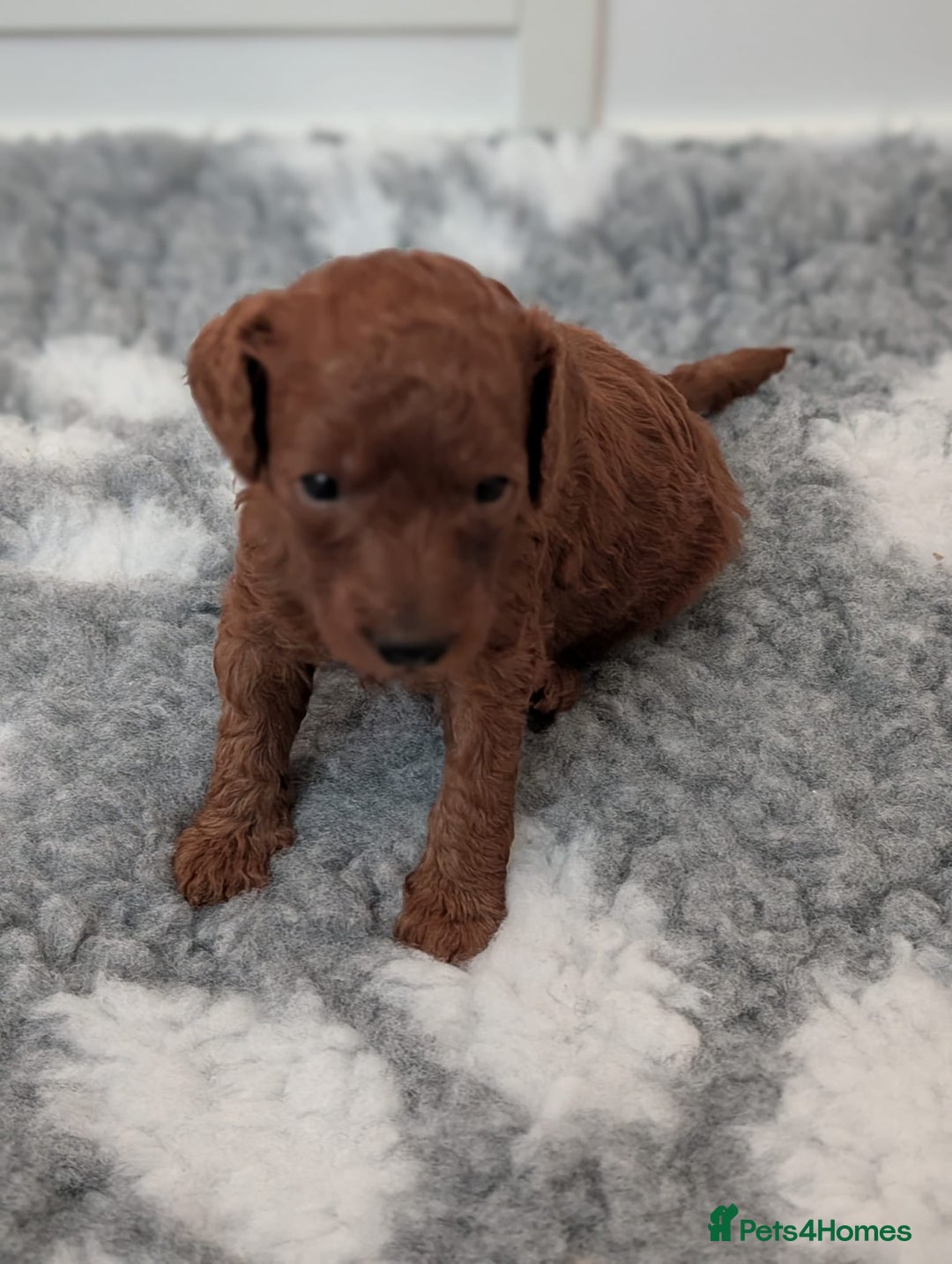 Miniature Poodle dogs for sale: Stunning red miniature poodle - Advert 33