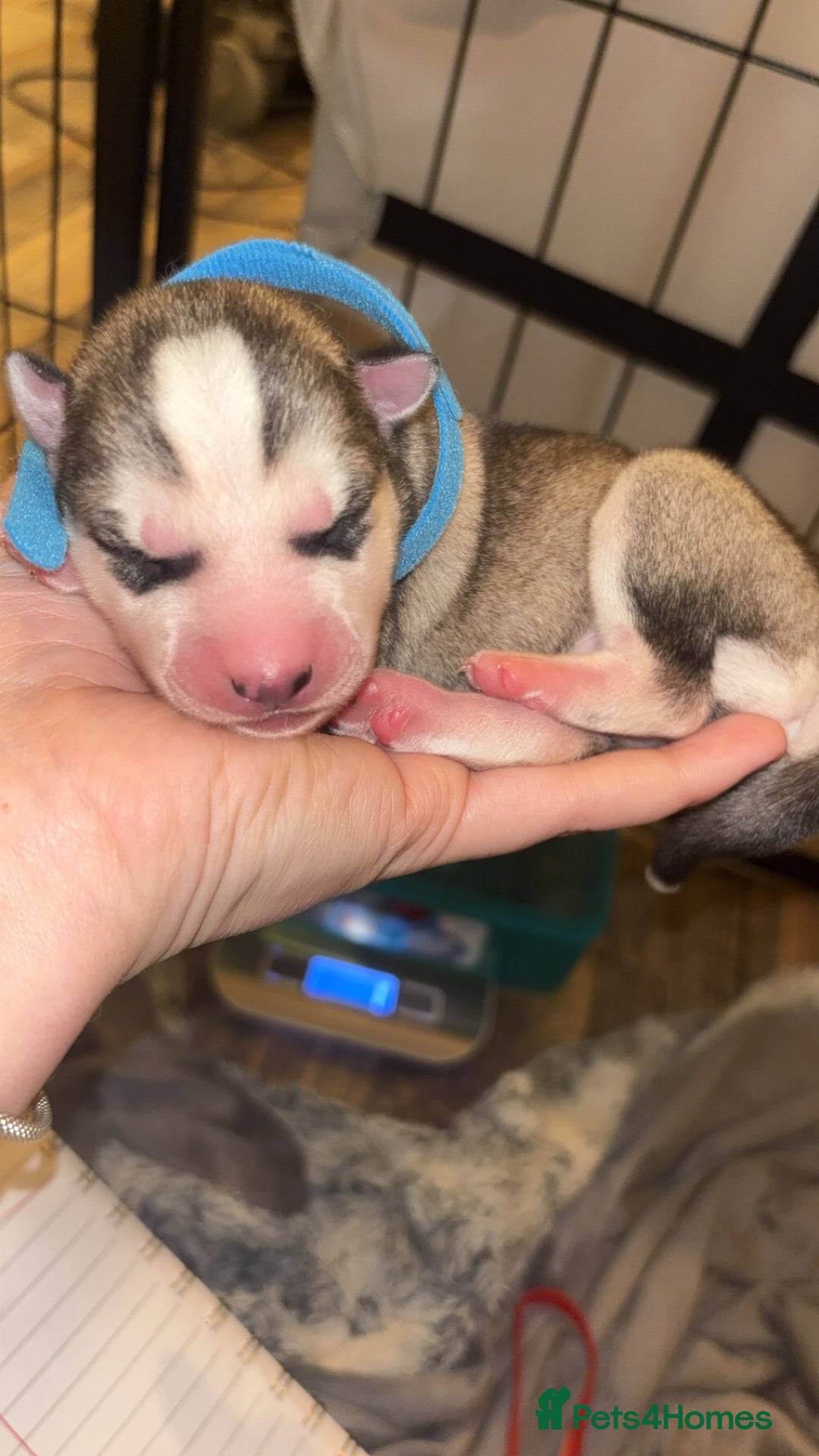 Siberian Husky dogs for sale: 6 Beautiful Siberian Husky’s ❤️ - Advert 2