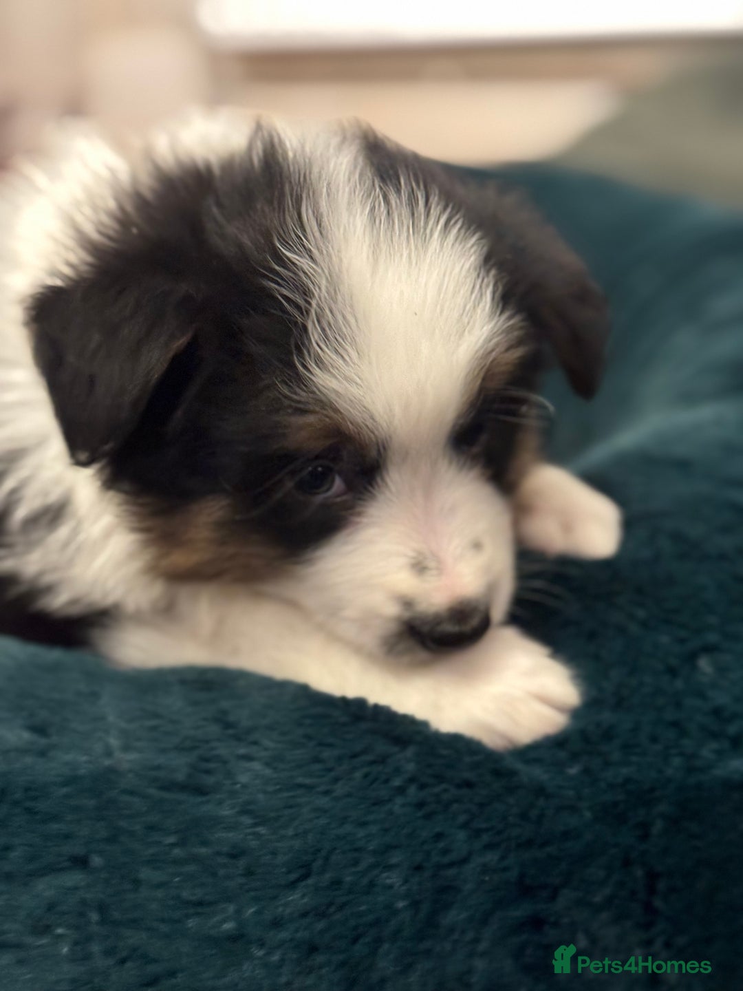 Border Collie dogs for sale: Pure Bred Border Collie Puppies For Sale - Advert 32