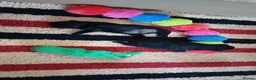 Labrador Retriever dogs for sale: RKC REGISTERED BLACK LABRADOR PUPPIES FOR SALE - Advert 7