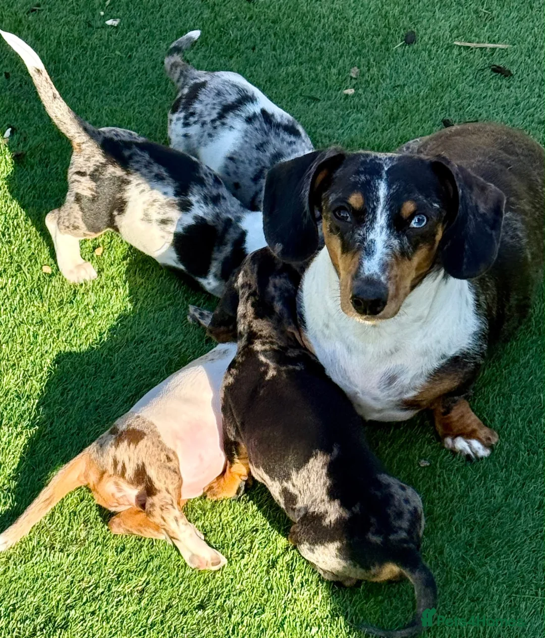 Miniature Dachshund dogs for sale: Beautiful Miniature Puppies Ready Now  - Advert 13