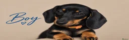 Dachshund dogs for sale: PRA-Clear Miniature Dachshund Puppies ready to go - Advert 3