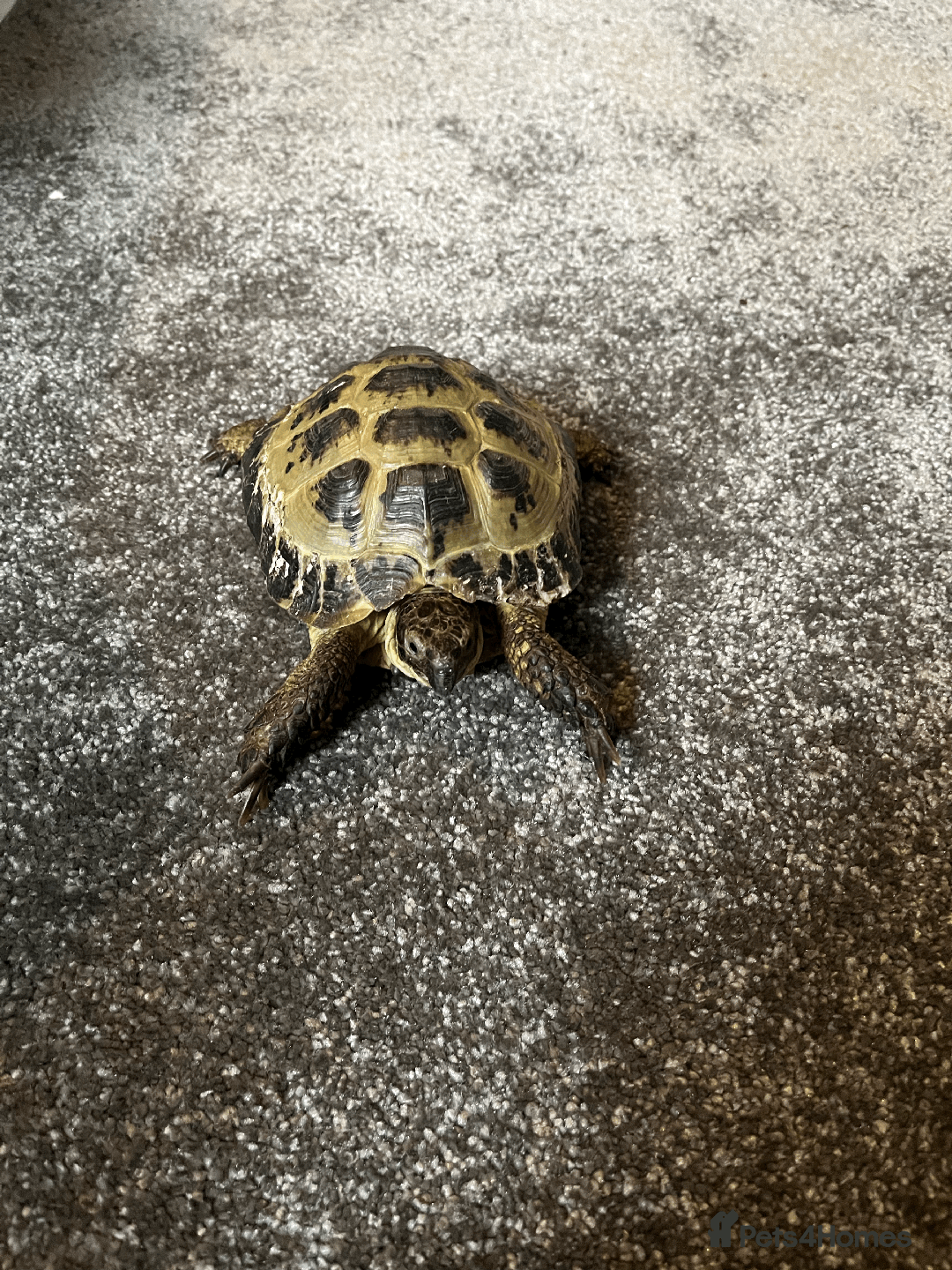 Tortoise reptiles for sale: Hermann Tortoise looking for a new home - Advert 3