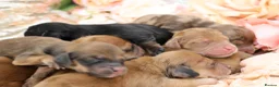 Miniature Dachshund dogs for sale: KC Longhair Miniature Dachshund Puppies - Advert 5