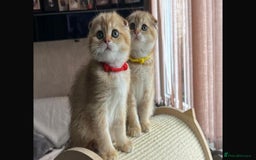 Scottish Fold cats for sale: Beautiful TICA-Reg Scottish Fold Girls - Image 8