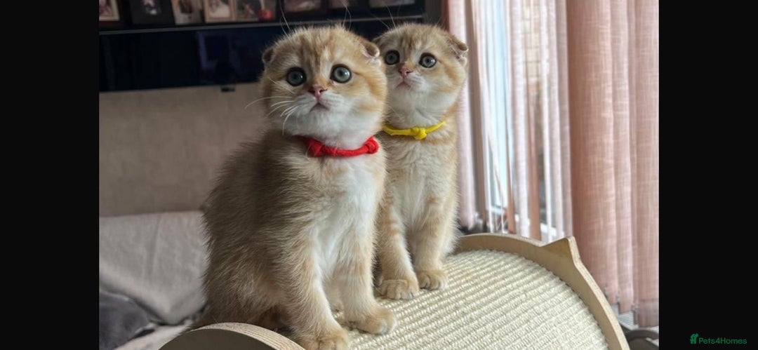 Scottish Fold cats for sale: Beautiful TICA-Reg Scottish Fold Girls - Image 8