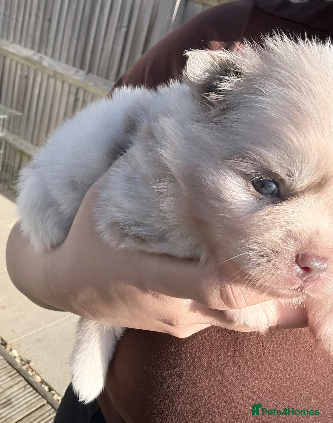 Pomeranian dogs for sale: Beautiful white and lilac female Pomeranian  - Advert 4