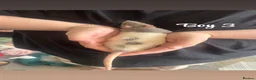 Rat rodents for sale: Baby rats  in Trowbridge - Advert 5