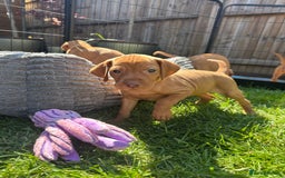 Hungarian Vizsla dogs for sale: Fantastic KC Hungarian Vizsla Puppies! in Rugby - Image 15