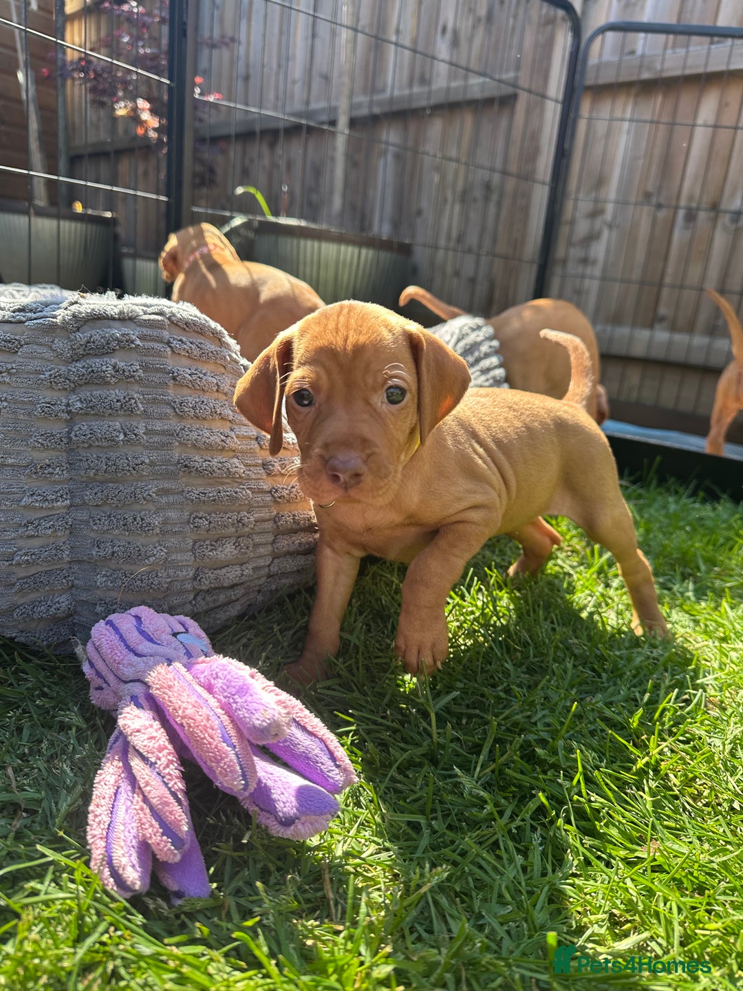 Hungarian Vizsla dogs for sale: Fantastic KC Hungarian Vizsla Puppies! in Rugby - Image 15