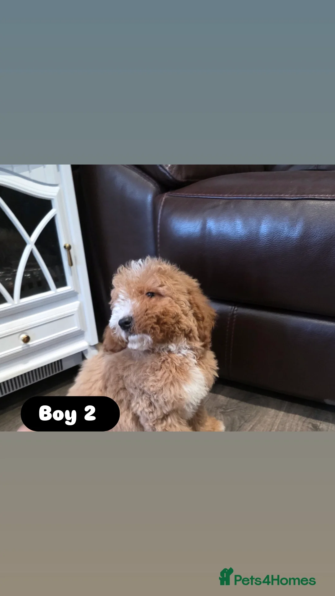 Cockapoo dogs for sale: Adorable Cockapoo pups 🦴🐾 - Image 14