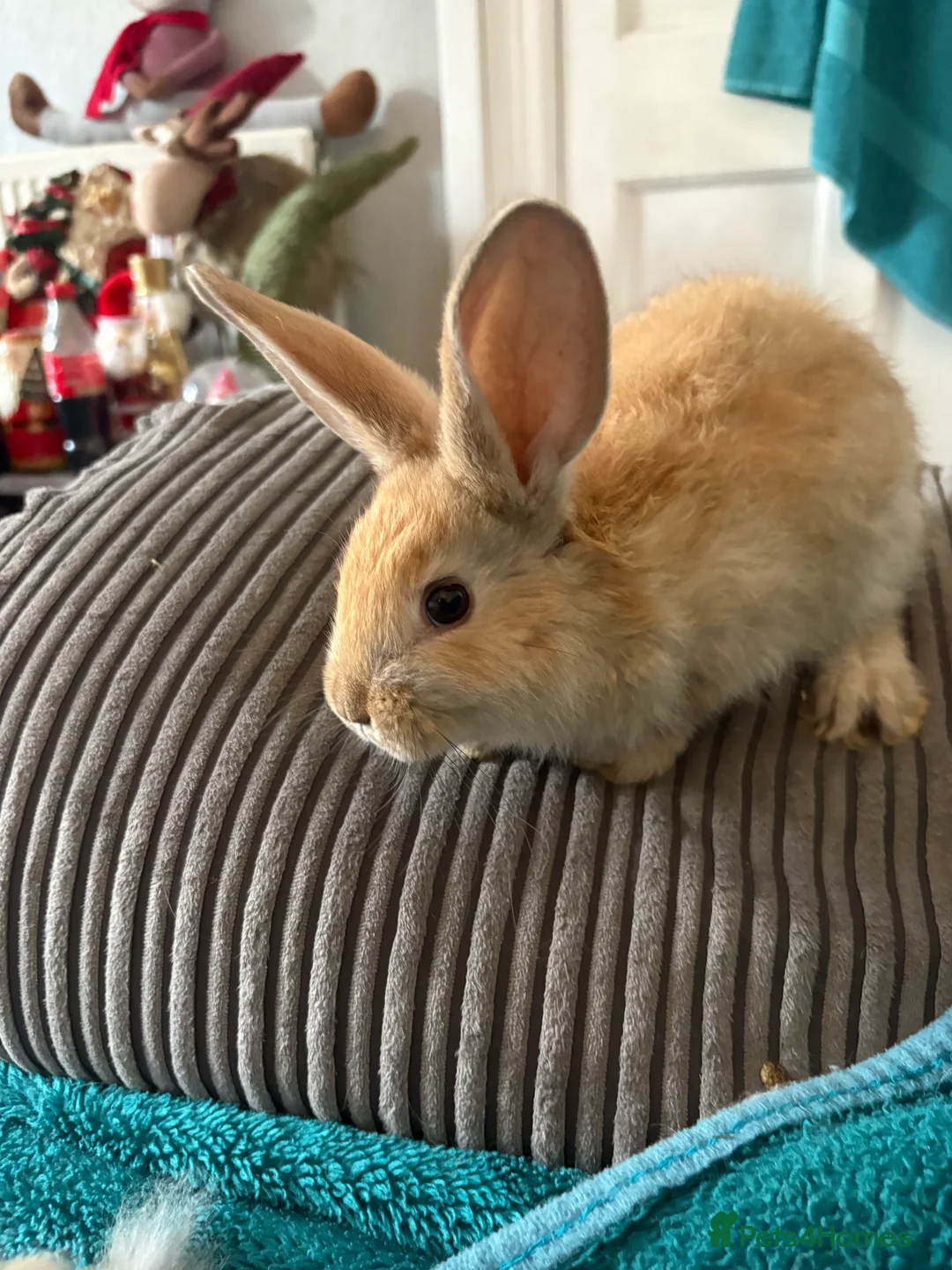 Continental Giant rabbits for sale: Beautiful continental giant babies  - Advert 5