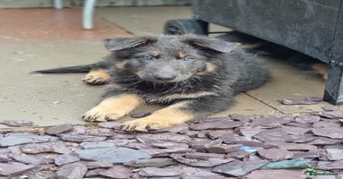 German Shepherd dogs - Advert 10