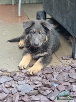 German Shepherd dogs - Advert 4