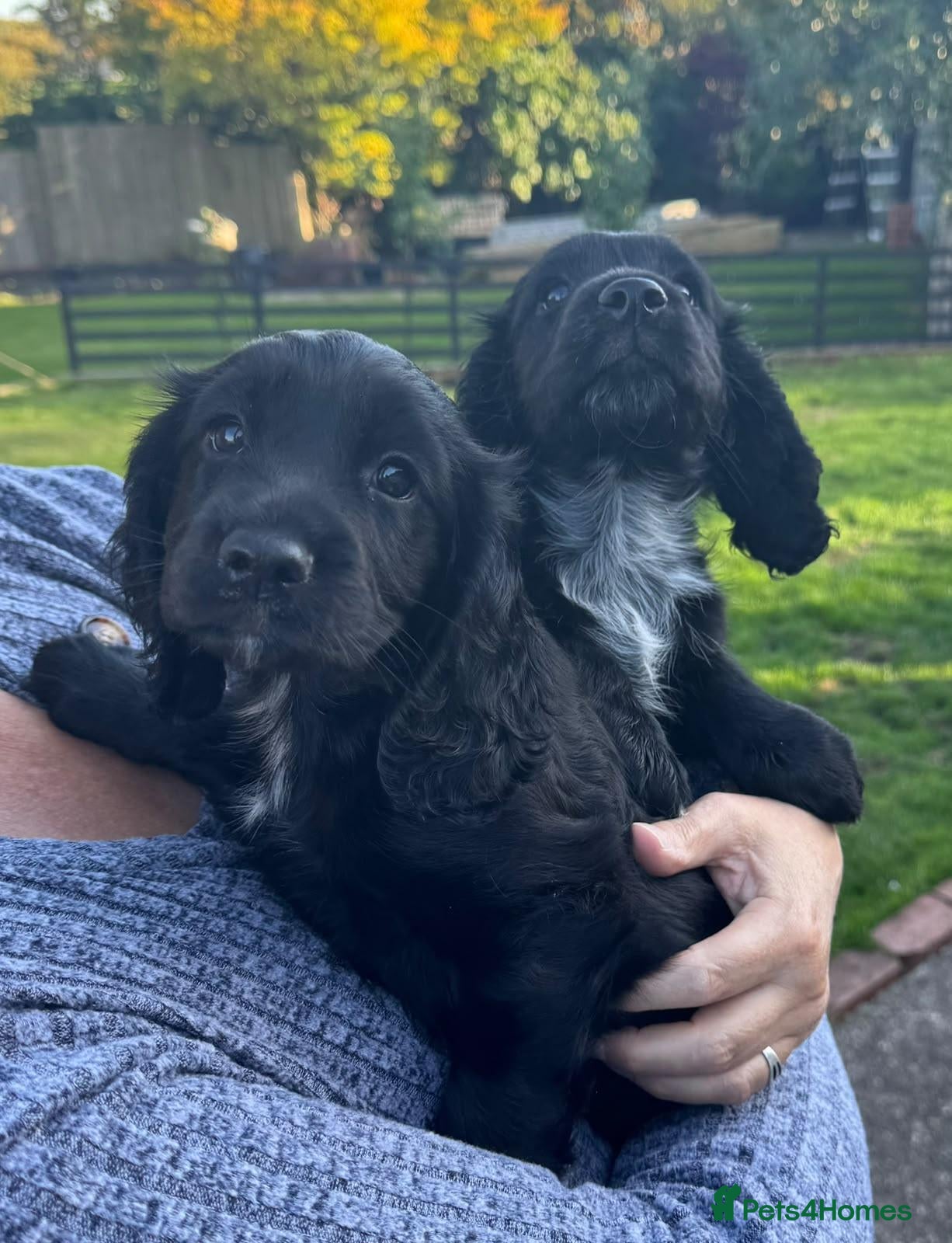 Cocker Spaniel dogs Working Cocker Spaniels - Advert 3
