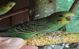 Budgerigars birds for sale: 2 green sibling budgerigars  - Image 4