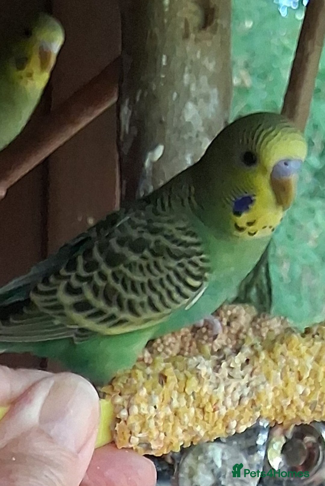 Budgerigars birds for sale: 2 green sibling budgerigars  - Image 4