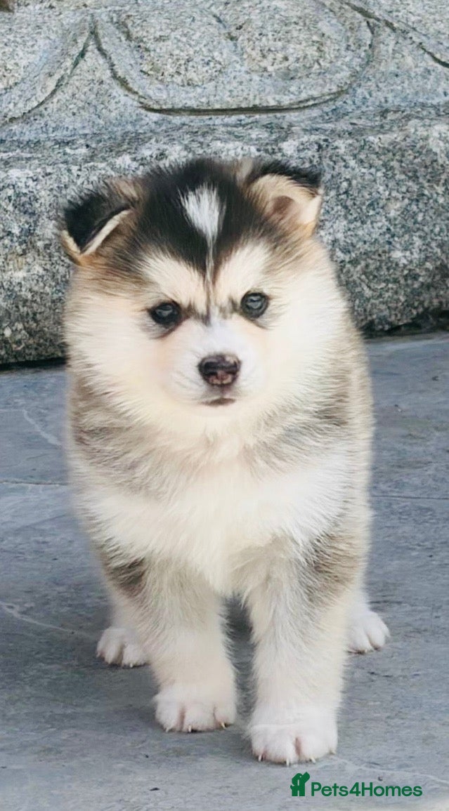 Pomsky dogs Stunning F3 Pomsky Puppies - Advert 1