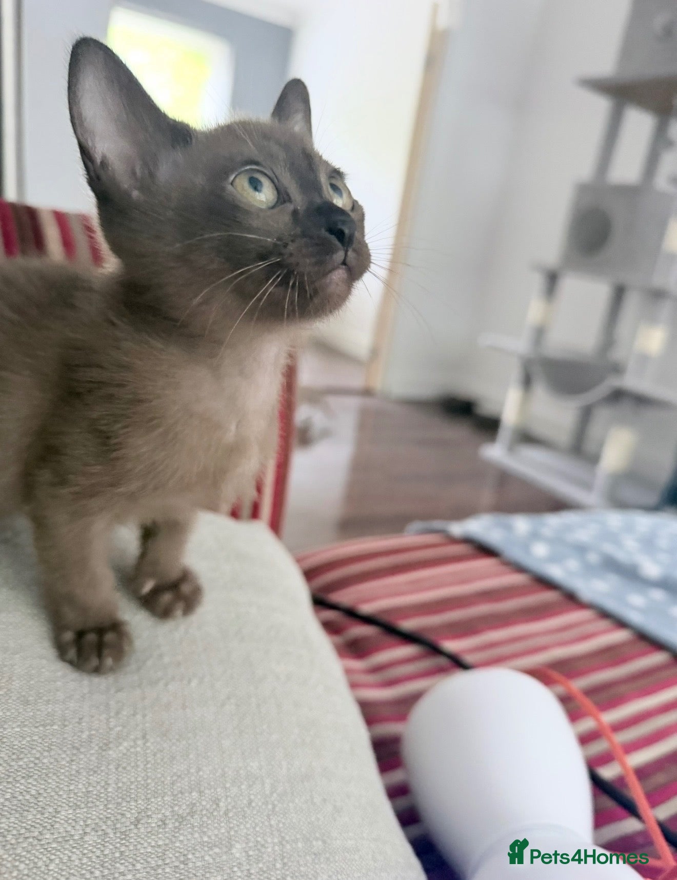 Burmese cats Home Raised Full Pedigree Burmese Kittens - Advert 2
