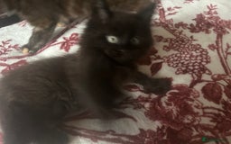 Maine Coon cats for sale: 5 beautiful maine coones  - Image 10
