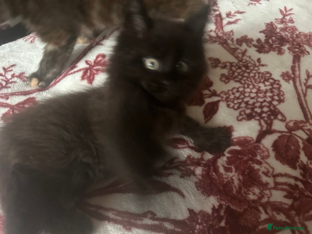 Maine Coon cats for sale: 5 beautiful maine coones  - Image 10