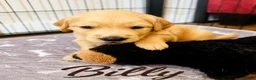 Golden Retriever dogs for sale: KC Registered Goldens Raised In Our Family Home - Advert 8