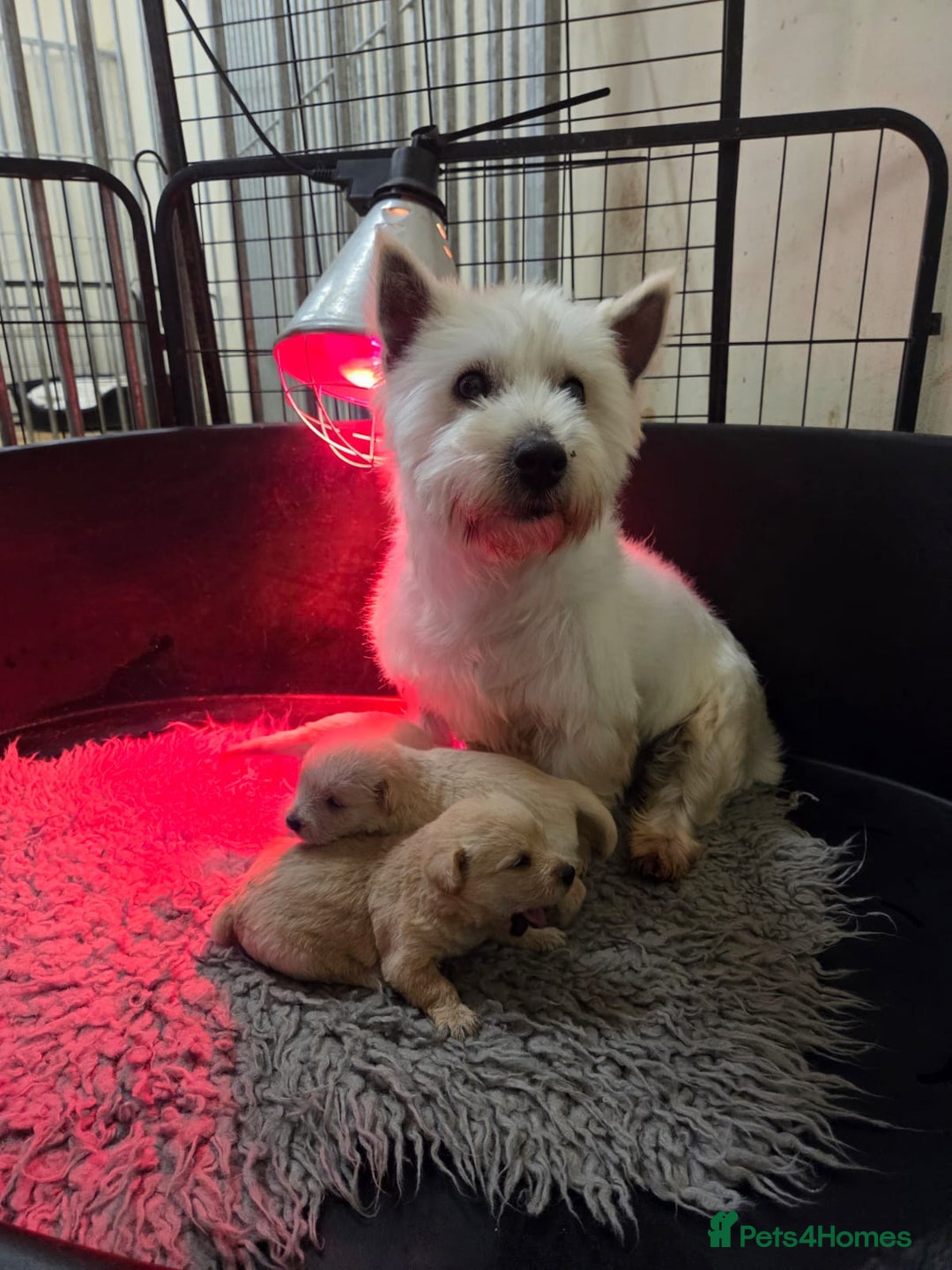 Mixed Breed dogs for sale: Westiepoo - Advert 2