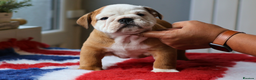 English Bulldog dogs for stud: Silver Health Tested - Heavy Weight & Healthy Stud - Advert 6