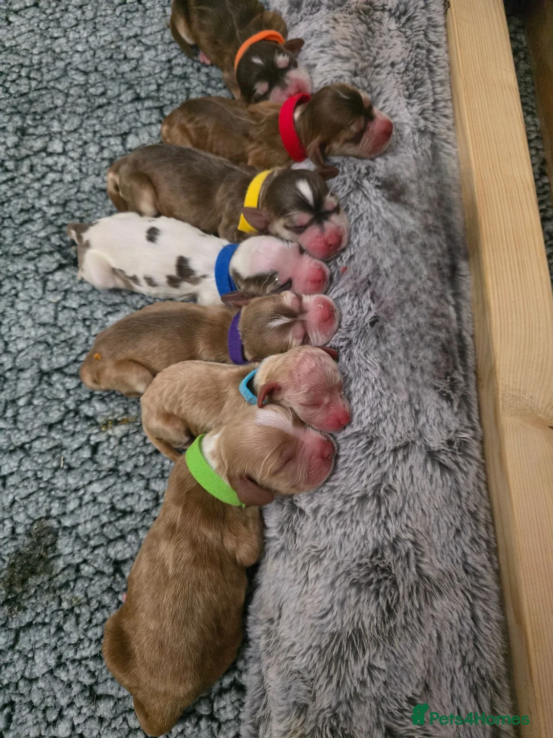 Cocker Spaniel dogs for sale: Stunning Show Cocker Spaniel Litter ready July in Northampton - Advert 2