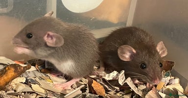 Rat rodents - Advert 13