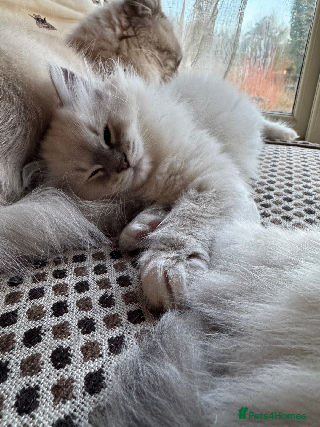 Ragdoll cats for sale: Beautiful Siberian Ragdoll cross kittens for sale - Advert 22