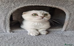 Scottish Fold cats for sale: Schotish straith and fold kittens😻 - Image 13
