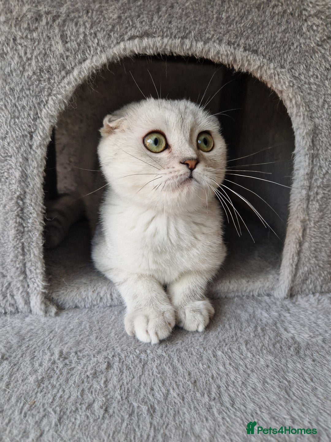 Scottish Fold cats for sale: Schotish straith and fold kittens😻 - Image 13