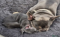 French Bulldog dogs for sale: Gorgeous Blue French Bulldog Girl - Image 6