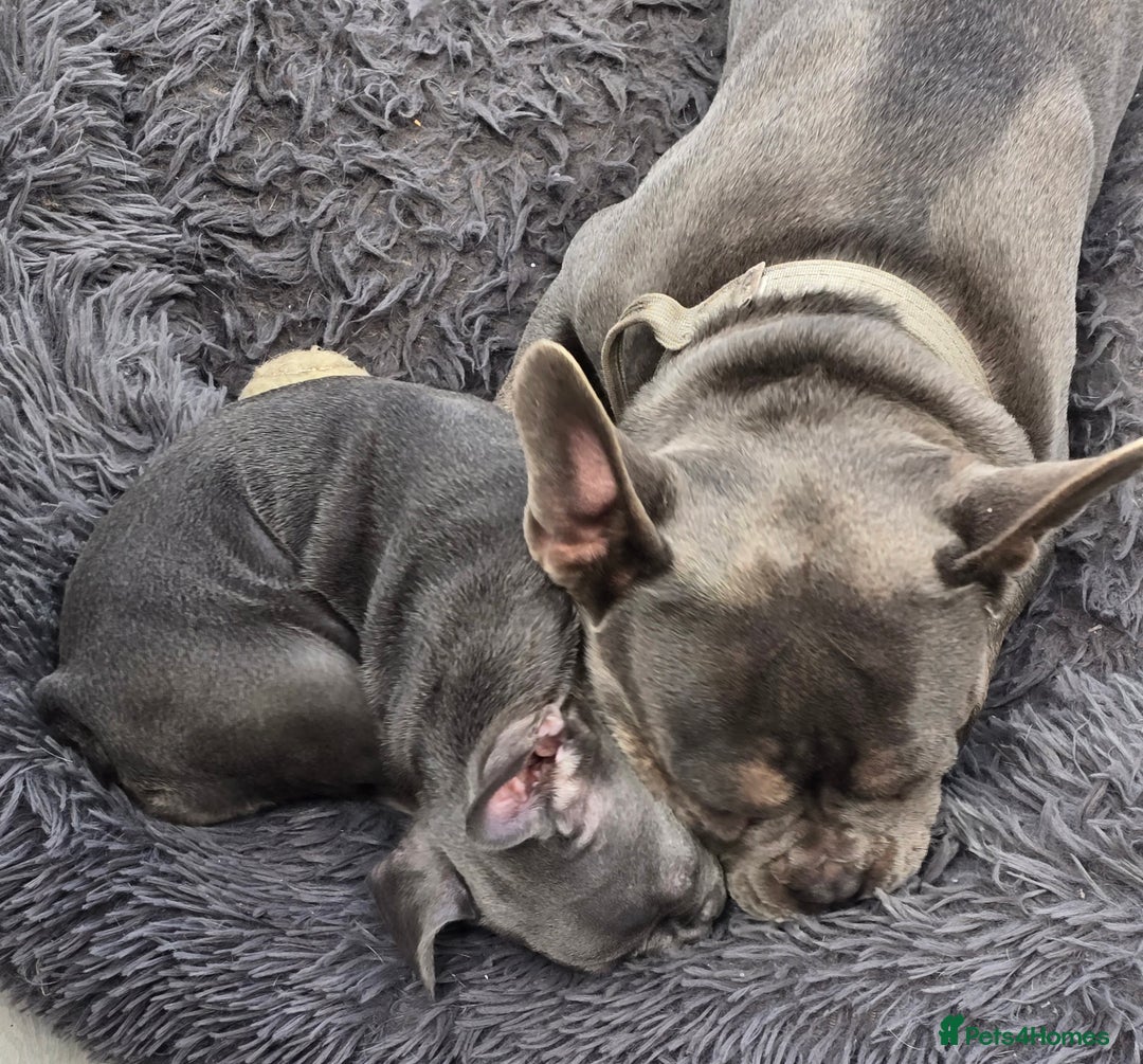 French Bulldog dogs for sale: Gorgeous Blue French Bulldog Girl - Image 6