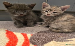 Mixed Breed cats for sale: 5 beautiful kittens looking for their forever home - Image 15