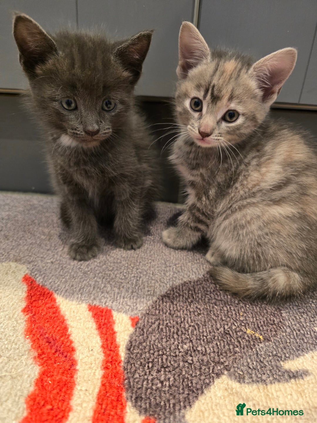 Mixed Breed cats for sale: 5 beautiful kittens looking for their forever home - Image 15