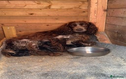 Cocker Spaniel dogs for sale: Cocker spaniel puppies  - Image 16