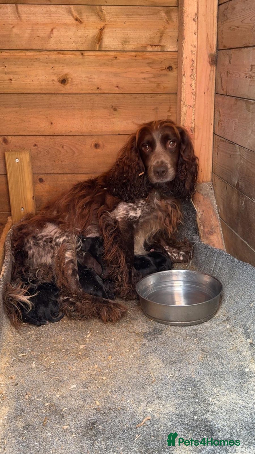 Cocker Spaniel dogs for sale: Cocker spaniel puppies  - Image 16